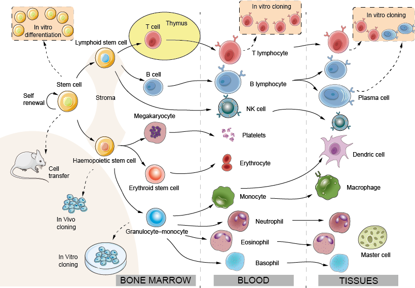 The Hemopoietic System Creative Diagnostics